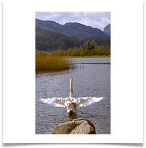 Elterwater Swan - Helen Kulczycki